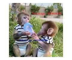 lovely Capuchin monkey for adoption to any caring home
