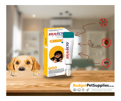 Shield Your Pup from Fleas & Ticks All Season Long with Bravecto Spot On!