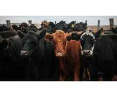 Healthy Cow with Calf for Sale – Great Value Offer